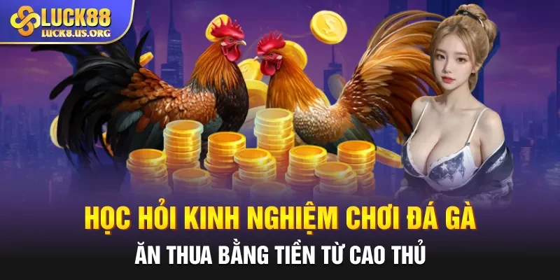 Học hỏi kinh nghiệm chơi đá gà ăn thua bằng tiền từ cao thủ