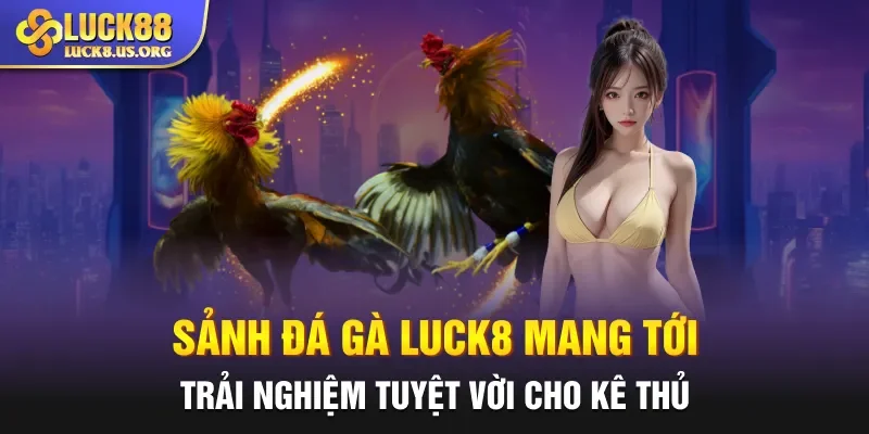 Sảnh đá gà Luck8 mang tới trải nghiệm tuyệt vời cho kê thủ